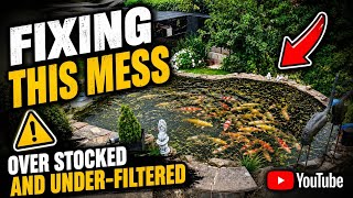 Fixing an Overstocked, Struggling Koi Pond! (Maxi Plus Install)
