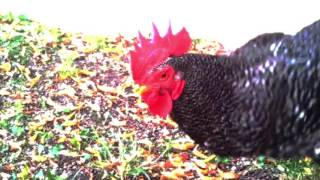 Bobfather - Chicken Techno