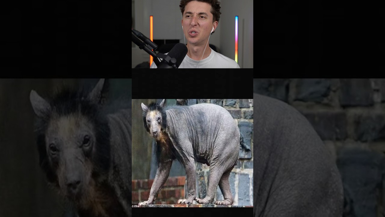 How Animals Look Without Fur! 😱
