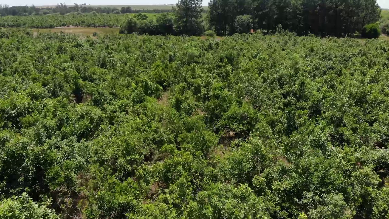 Nosotros y la yerba mate