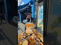شنجر بنجر نو وجبة دخلت في دماغنا قبل معدتنا