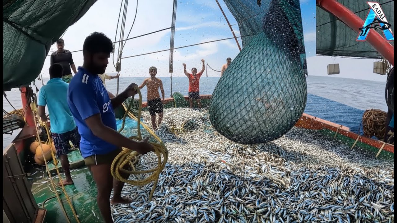 INSANE Fishing Haul 😱 Monster Trevally Caught All at Once! The Harvest of the Deep ‪@KadalTv‬