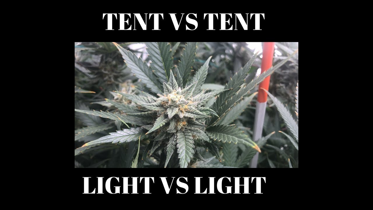 Progrowtech EV700 vs DIY light- light vs light update 6