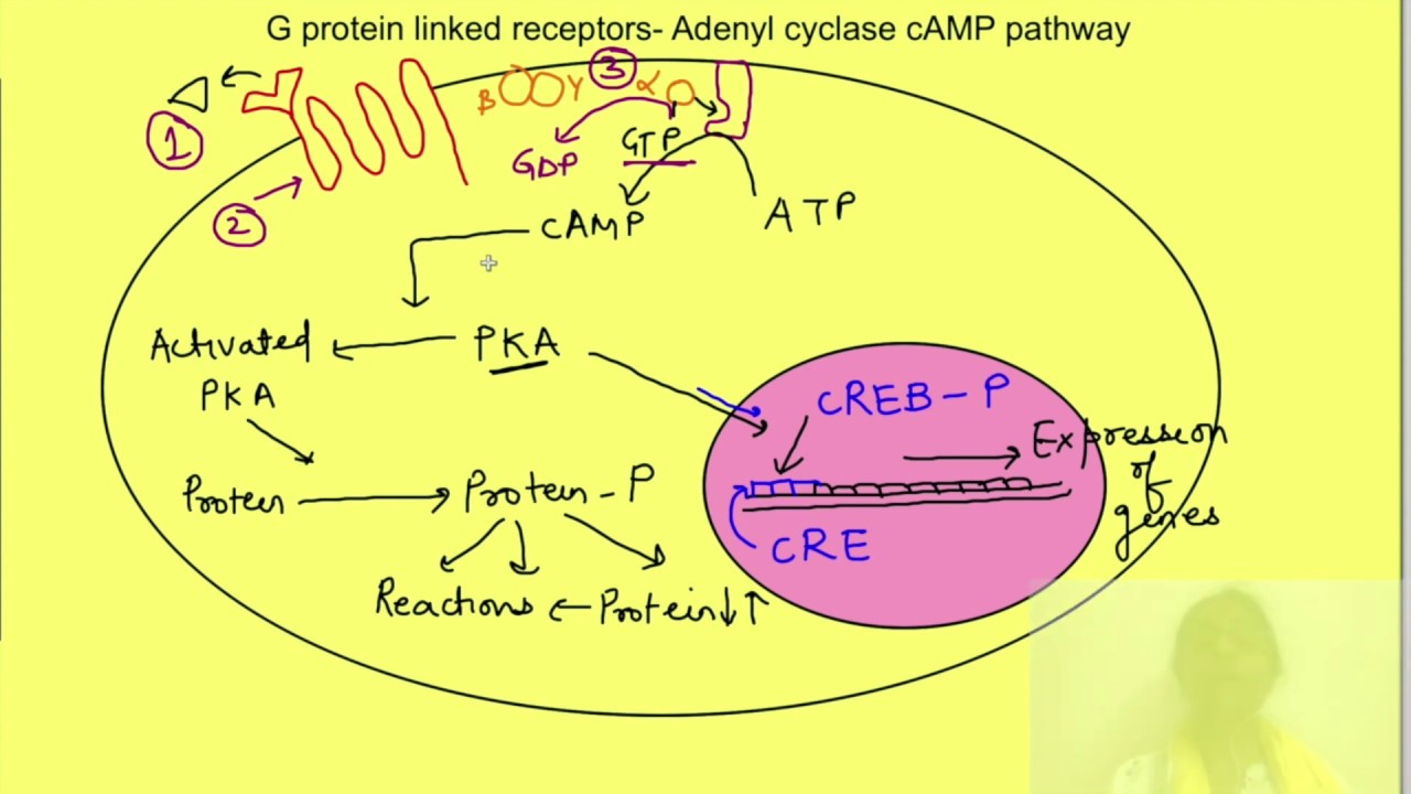G - Protein linked Receptors | Physiology | Dr.Richa Gupta M.D., | MEDUSANE