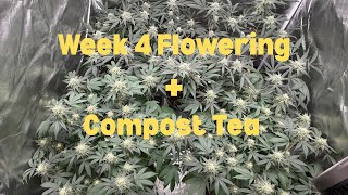 Week 4 Late Flowering  Compost Tea For Massive Buds