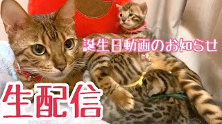 【生配信3/1】3/5の三兄弟誕生日からのお祝い動画&生配信のお知らせ🎂📹