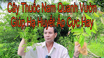 Ai Bị Cao Huyết Áp,Tăng Huyết Áp Hãy Tìm Ngay 5 Loại Lá Này Cực Kỳ Hiệu Quả