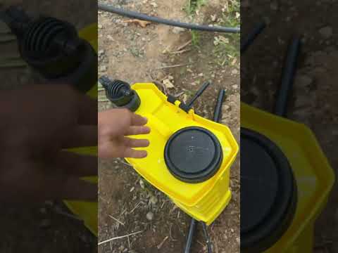 حشرة العنقر خطر يهدد نخيل المزارع