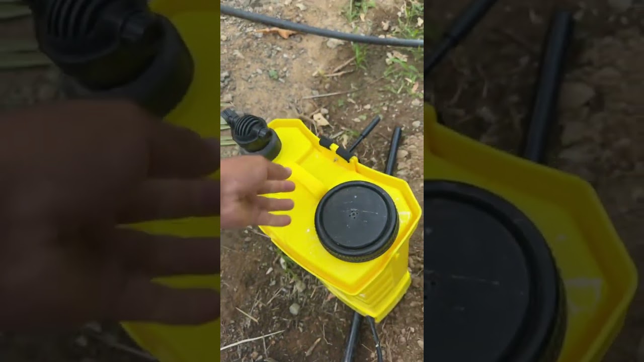 #حشرة العنقر 🐞 خطر ⚠️ يهدد نخيل المزارع