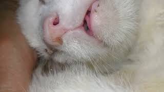 Scott Has The Common Cold Virus But The Alt Drops Helps Her Sleep Comfortably.