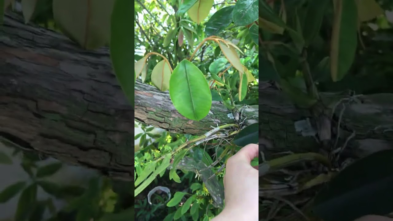 Hoàng thảo vạch đỏ-Dendrobium ochraceum ghép lên cây bên bờ ao đã 3 năm-xã Tiên Thắng/Hải Phòng