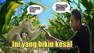 Hama Monyet Ekor Panjang Sangat Merugikan Petani