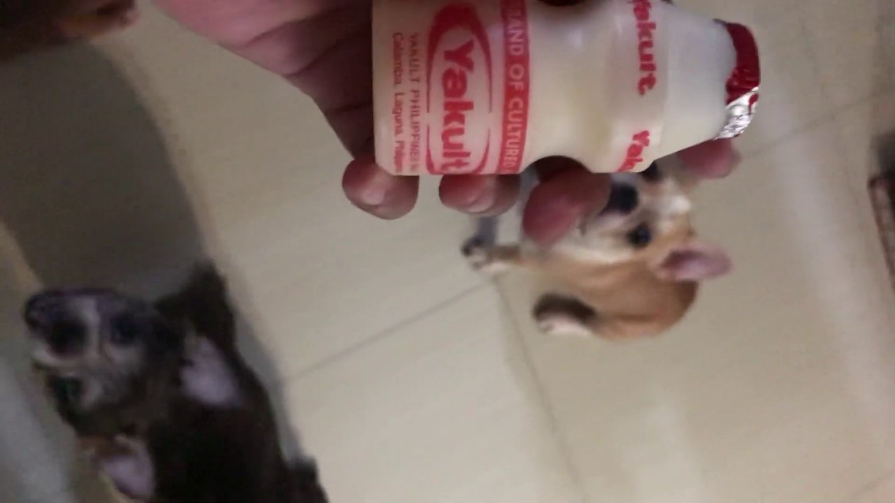 yakult for puppy diarrhea