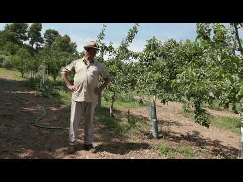 Vidéo: Cycle de vie du carpocapse de la pomme : comment traiter les infestations de carpocapse de la pomme