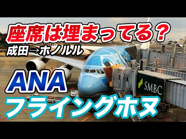 2026 Latest] ANA Flying Honu Flight Review! Are the seats filled