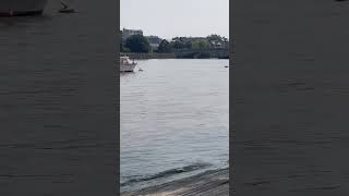 Dolphin swimming in the Thames