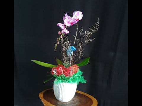 Video Hoa Lan Hồ Điệp / Orchid - Chậu 1 cây siêu dễ thương. - youtube