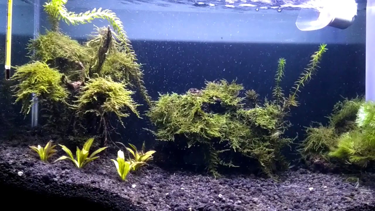 Aqua seqep buatan sendiri...