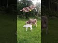 Geboren um zu laufen (Teil 2): Die Geheimsprache von Kuh und Kalb 🤫🐄#kälbchen #biowissen #biohof