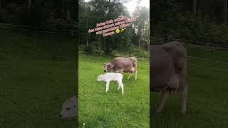 Geboren um zu laufen (Teil 2): Die Geheimsprache von Kuh und Kalb 🤫🐄#kälbchen #biowissen #biohof