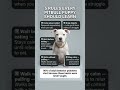Teach Your Pitbull Puppy These 5 Rules Before It’s Too Late