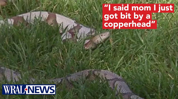 9-year-old in Cary bitten by snake in her garage
