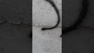 Sadece Beni Sev Tamammı?