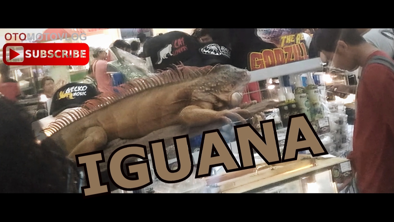  19 expo binatang  reptil  iguana kadal ular  KOMODO 