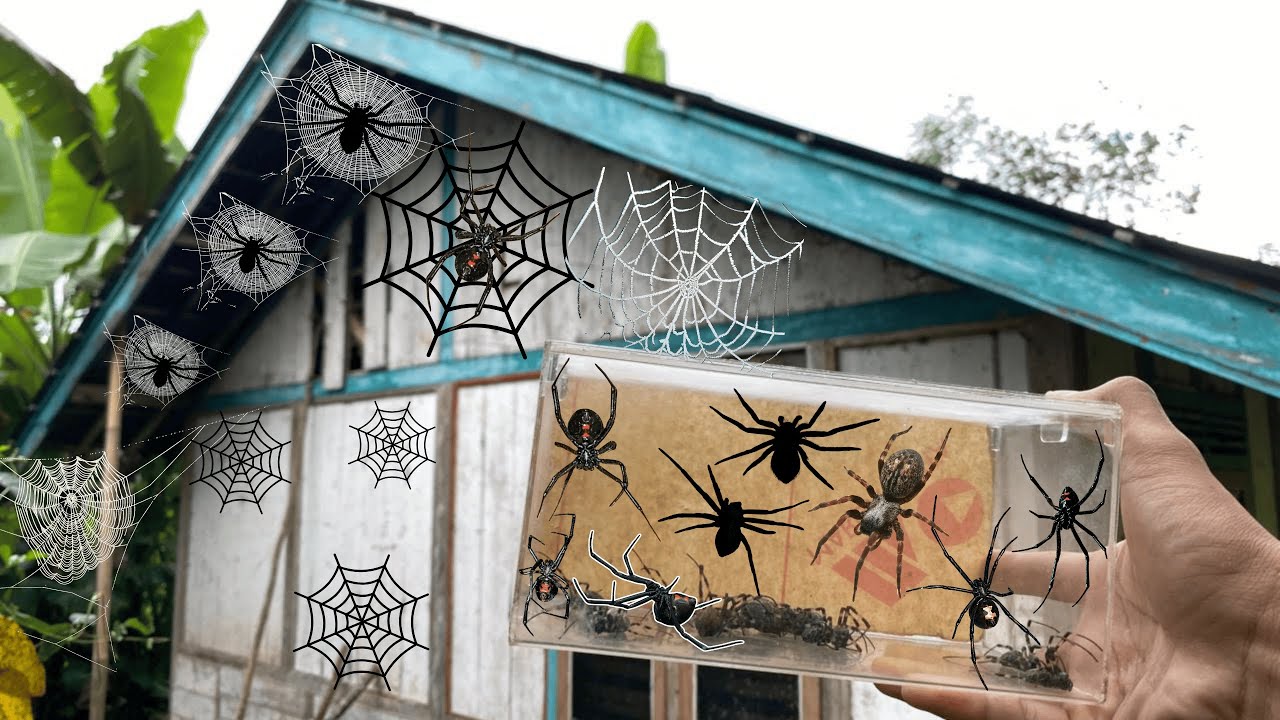 Hunting Top Spider In Backyard !! House Spider, Gagamba, Black Widow ...