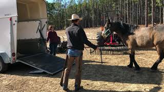 Devils Garden Mustang