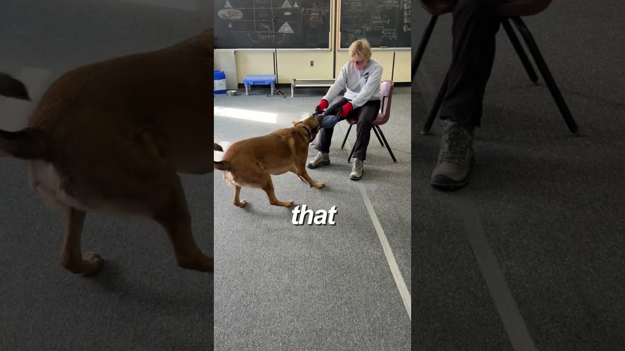 Your Dog’s Off Switch Is Built, Not Born | How to Teach Your Dog to Settle