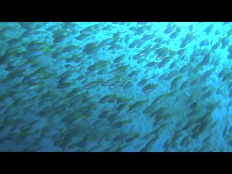 2011.10.18の神子元島　タカベボール！ハンマーの群れ！