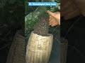 Honey bees catch in 5scd 😱🔥 #shorts #bees #honeybees #himalayanbeeman #shortfeed #viral