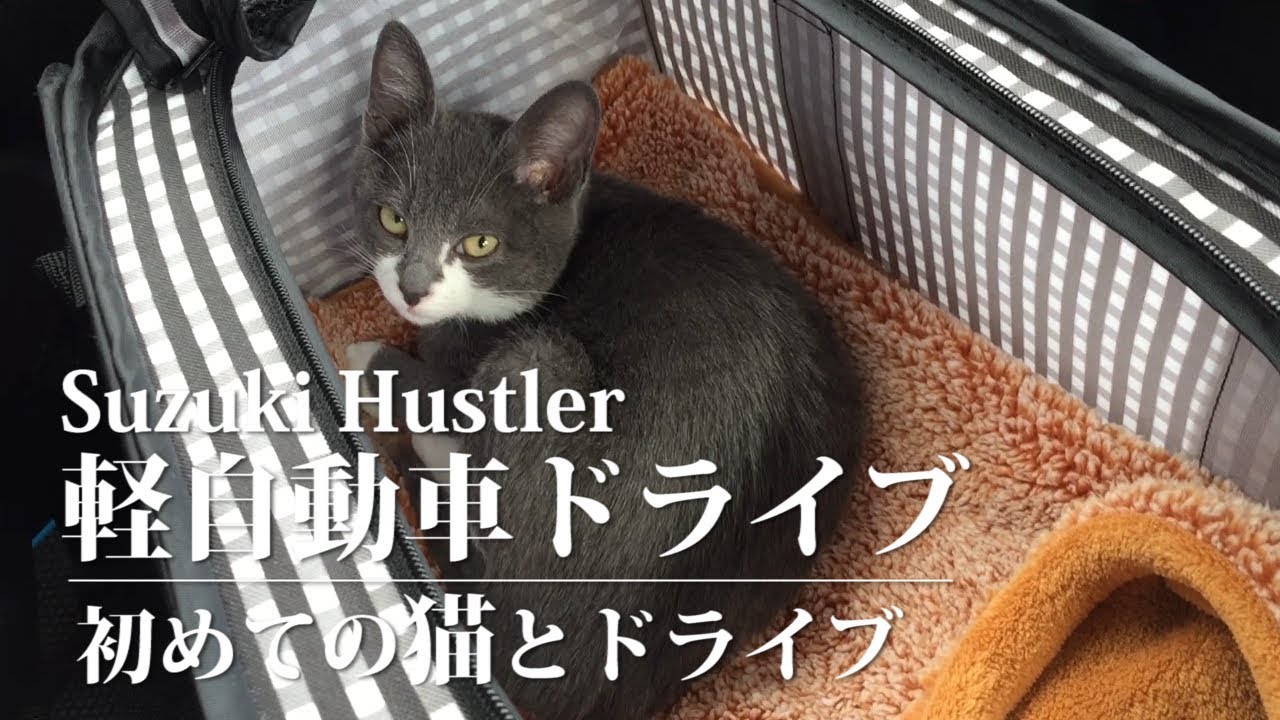 ハスラー 軽自動車ドライブ 猫とドライブ編 - YouTube