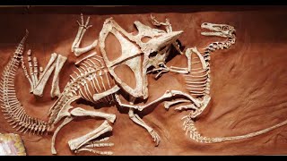 Weekly Wildlife: Fossil Day!
