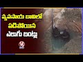 Two bears fall into well in Karimnagar