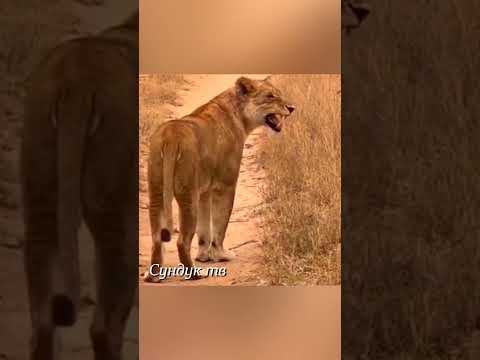 Львицы напали на льва из за уничтоженного им львёнка.