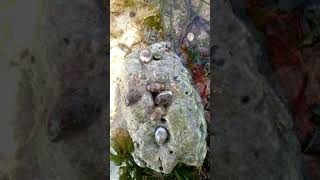 #shorts - Live Cowries "Sigay" Captured in its Natural Habitat