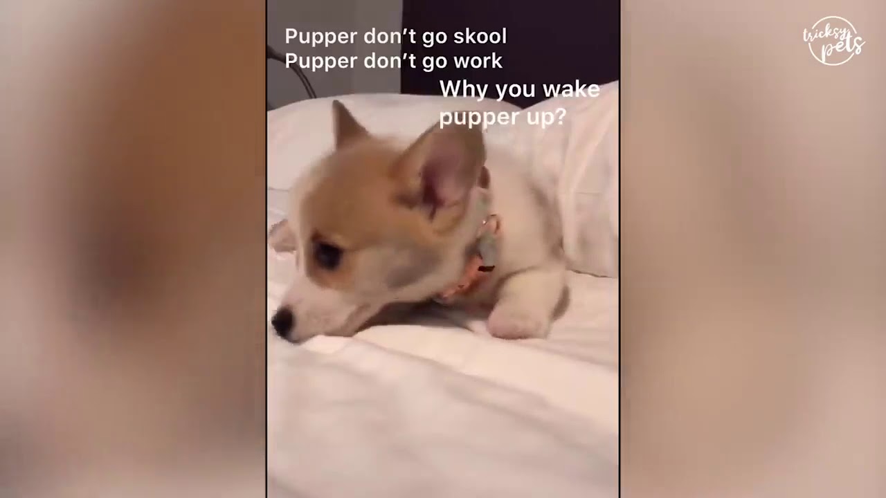 OMG! Dogs 🐶 And Cats 😻 Can Speak English! YouTube