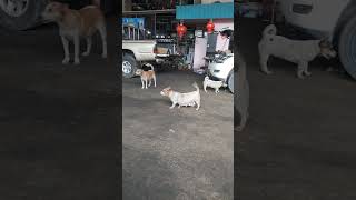 Anjing penjaga bengkel, biar kecil-kecil tapi tetap bikin seram