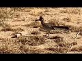 Mr. Road Runner Buddy gets steak #PunkMrWhite