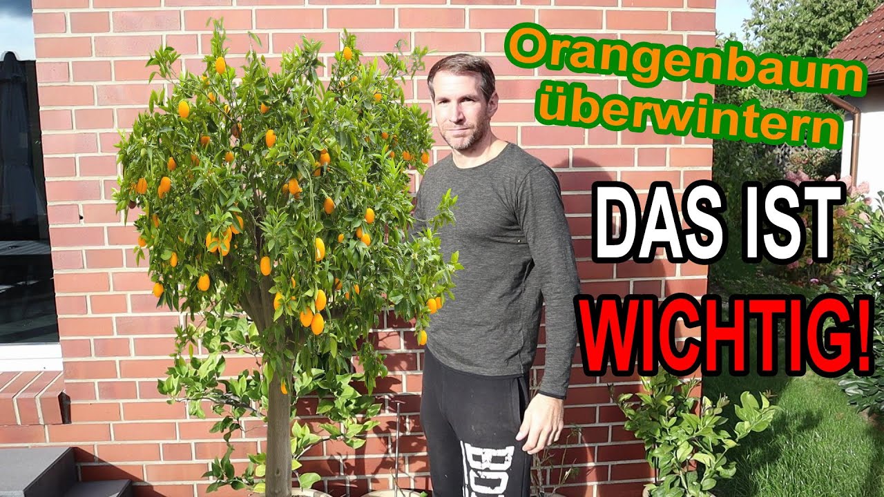So kommt dein Orangenbaum gut durch den Winter!  Orangenbaum  berwintern!