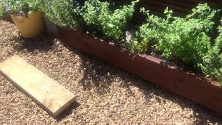 I build a third Planter Box and refine the skill especially of attaching it in place in a totally hidden way. I also give an update on our 