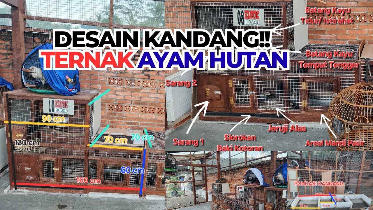 PANEN TELUR AYAM HUTAN SETIAP HARI!!! KANDANG MINIMALIS HASIL MAKSIMAL