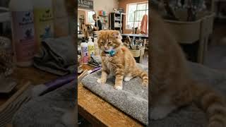 LINDO GATITO CORTE DE CABELLO