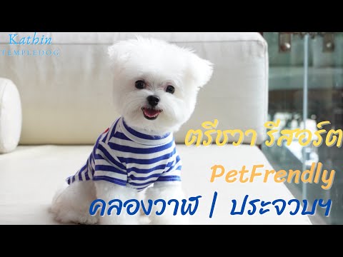 ตรีชวา รีสอร์ท น้องหมาพักได้ #PetFriendly |KathinTempledog