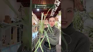 ムーサンキング #platycerium 'Musang King'【ビカクシダ品種紹介26