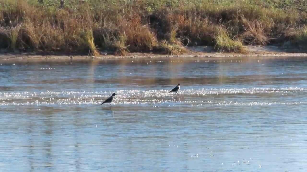 №5819 12 10 2024 Птицы среди льда на пруду