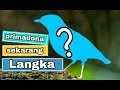 7 burung kontes yang mulai langka di habitatnya || dulu primadona sekarang langka