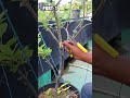 আপেল গাছে গুটি কলম পার্টঃ ১ #tanvirhobbies #gardening #ছাদবাগান